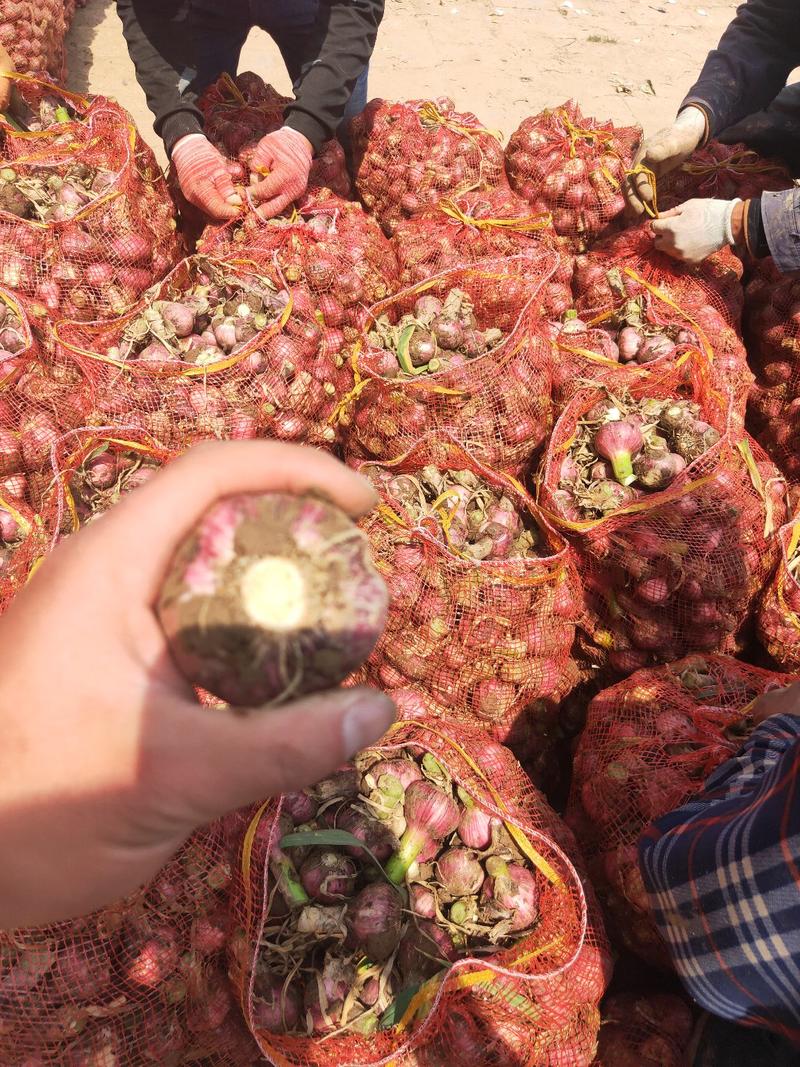 河南鲜大蒜头大量上市中，成熟度高50以上，产地一手货源