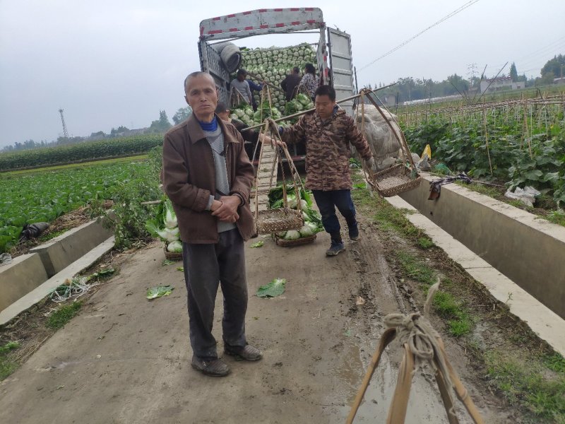 直营供货今天的白菜又降价了欢迎老板联系