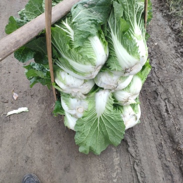 直营供货今天的白菜又降价了欢迎老板联系