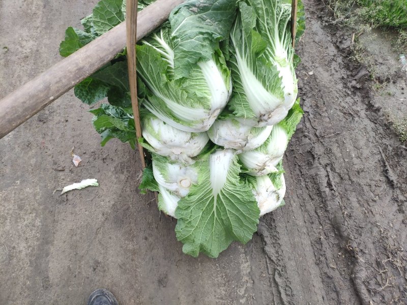 直营供货今天的白菜又降价了欢迎老板联系