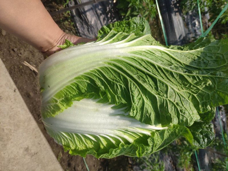 直营供货今天的白菜又降价了欢迎老板联系