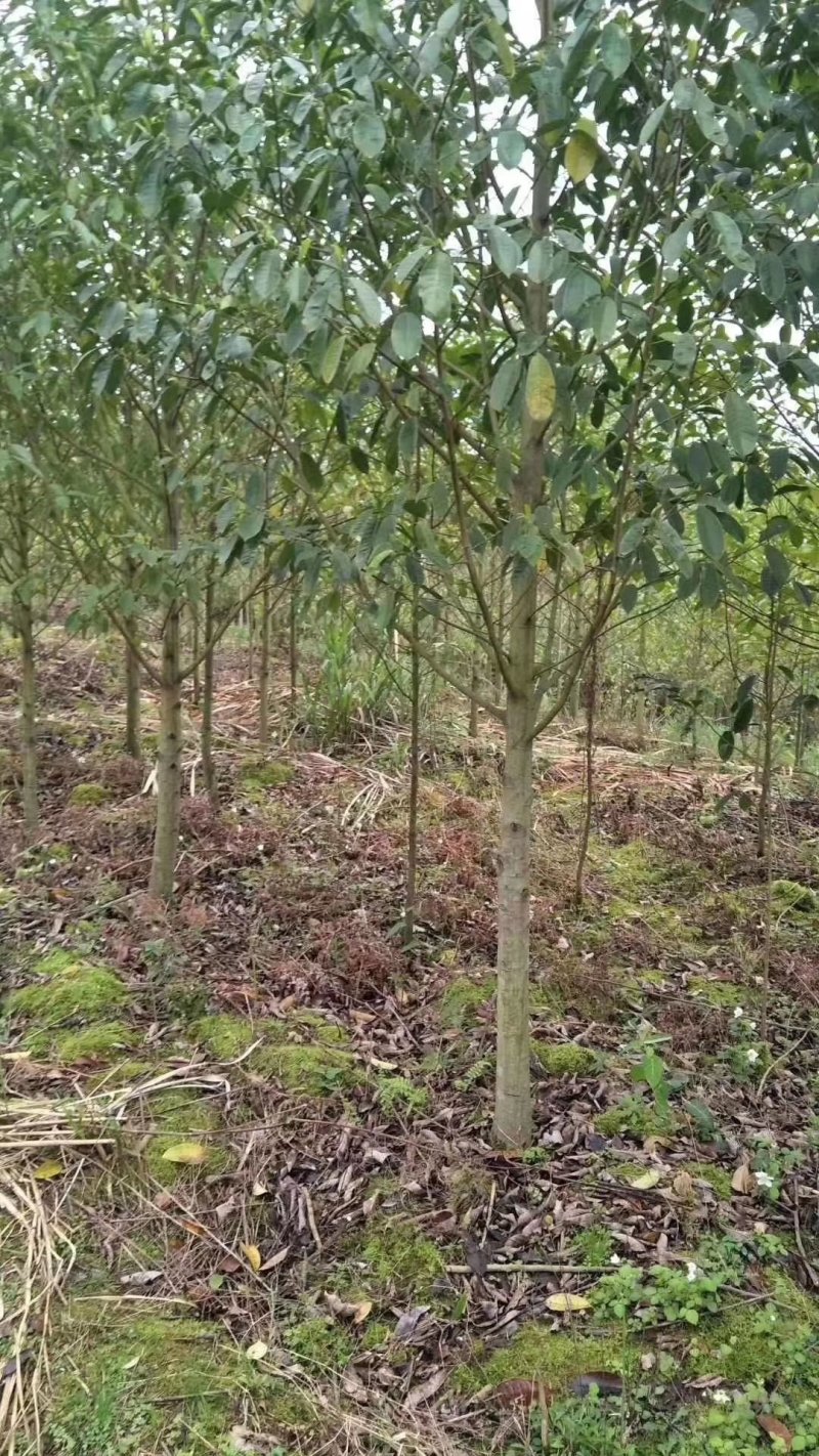 乐昌含笑深山含笑醉香含笑台湾含笑峨眉含笑常年供应各种规格