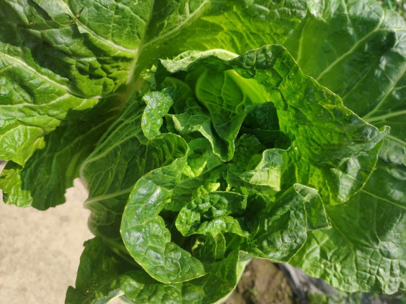 直营供货大量白菜上市了欢迎老板骚扰