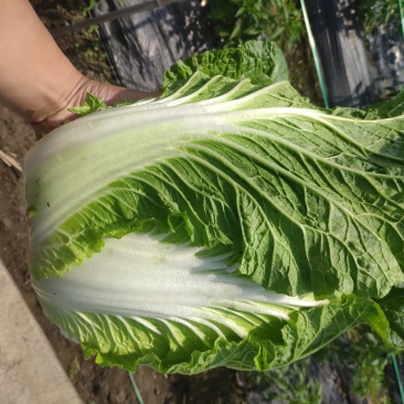 直营供货大量白菜上市了欢迎老板骚扰