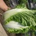 直营供货大量白菜上市了欢迎老板骚扰