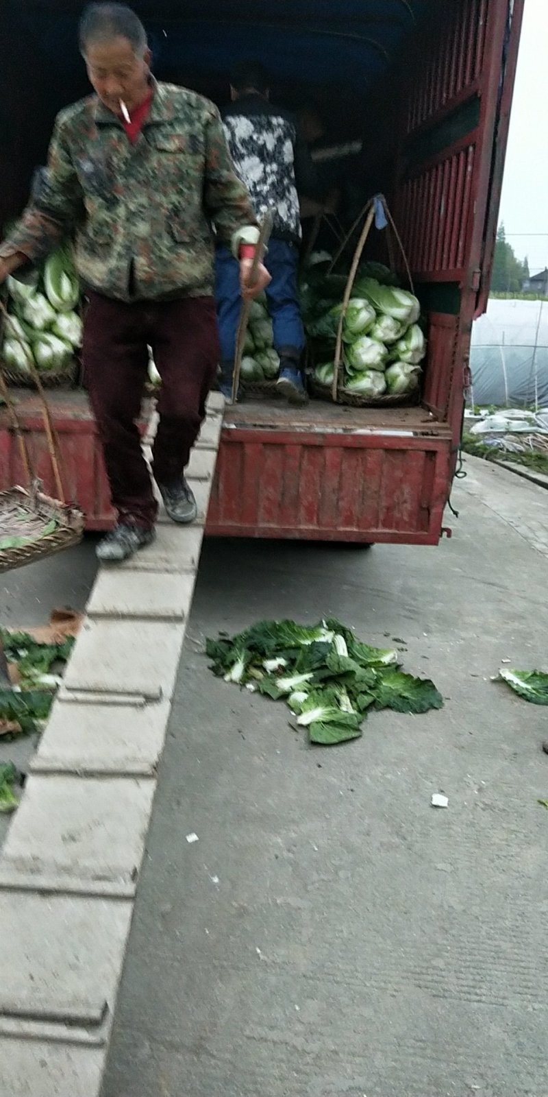 直营供货大量白菜上市了欢迎老板骚扰