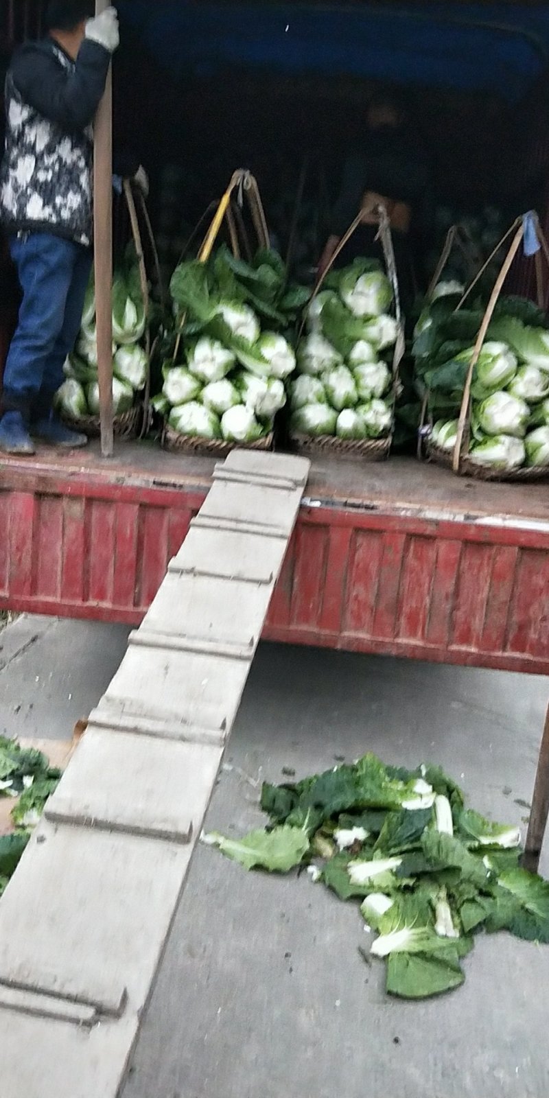 直营供货大量白菜上市了欢迎老板骚扰