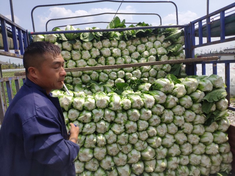 直营供货大量白菜上市了欢迎老板骚扰