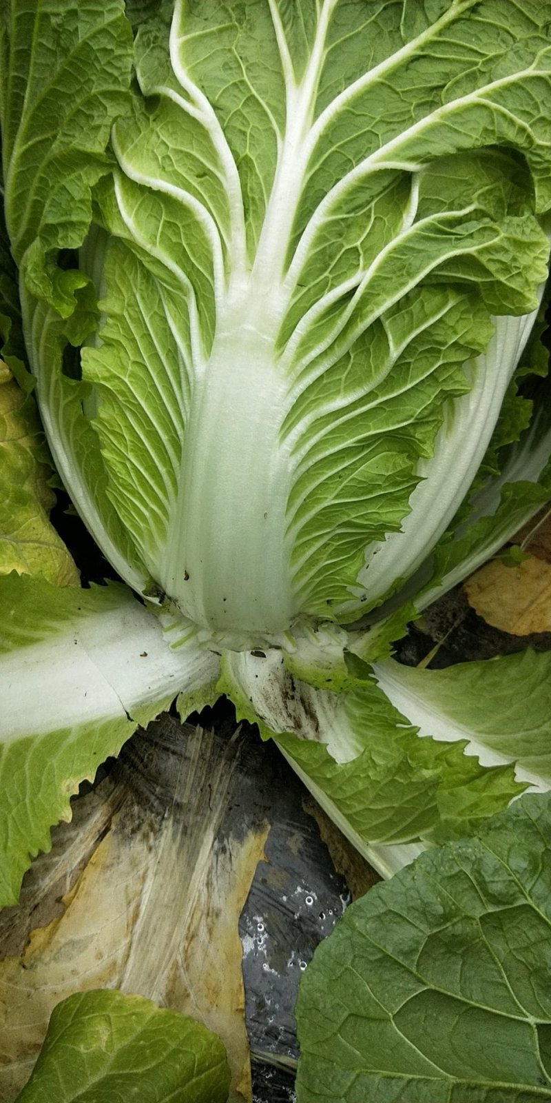 直营供货大量白菜上市了欢迎老板骚扰