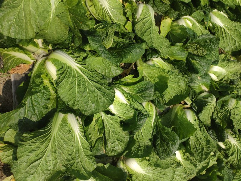 直营供货大量白菜上市了欢迎老板骚扰