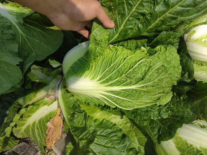 直营供货大量白菜上市了欢迎老板骚扰