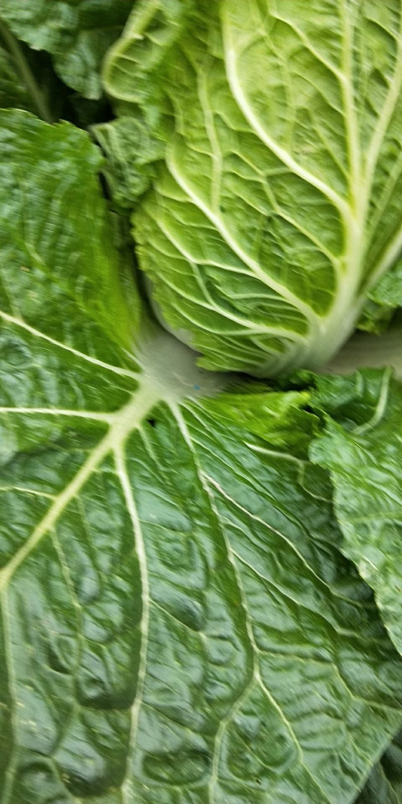直营供货大量白菜上市了欢迎老板骚扰