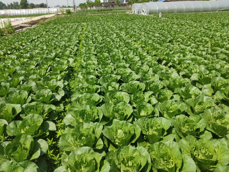 直营供货大量白菜上市了欢迎老板骚扰