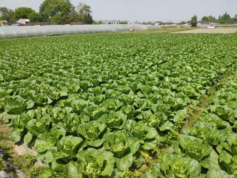 直营供货大量白菜上市了欢迎老板骚扰
