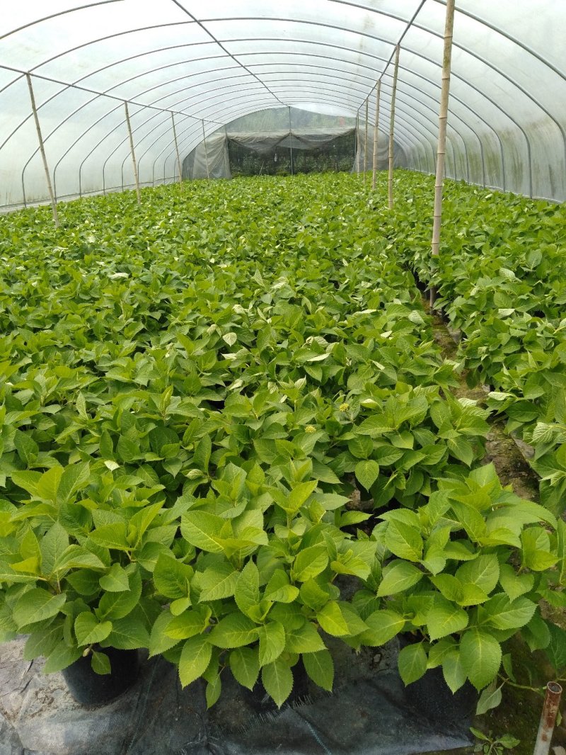 绣球花，加仑杯绣球花，绣球种植基地，绣球花批发