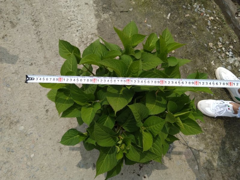 绣球花，加仑杯绣球花，绣球种植基地，绣球花批发