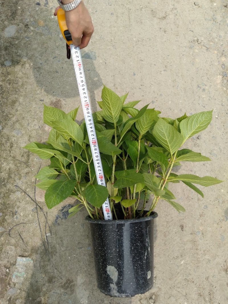 绣球花，加仑杯绣球花，绣球种植基地，绣球花批发