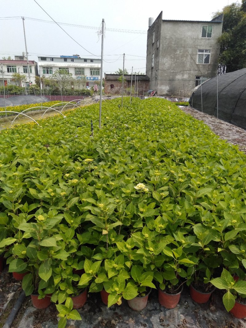 绣球花，加仑杯绣球花，绣球种植基地，绣球花批发