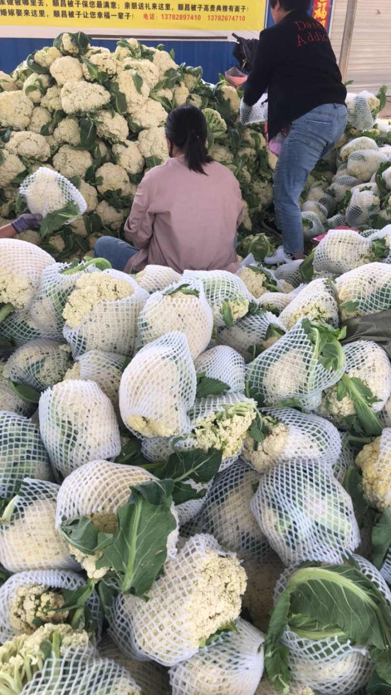 精品菜花小米花，有机花1.7-2.5斤左右，产地直供。