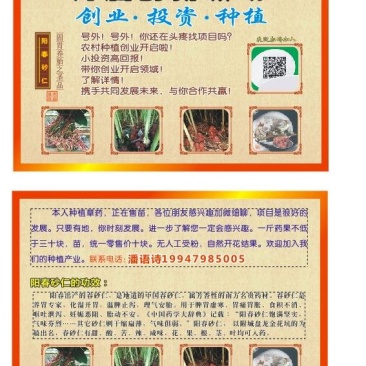 砂仁苗