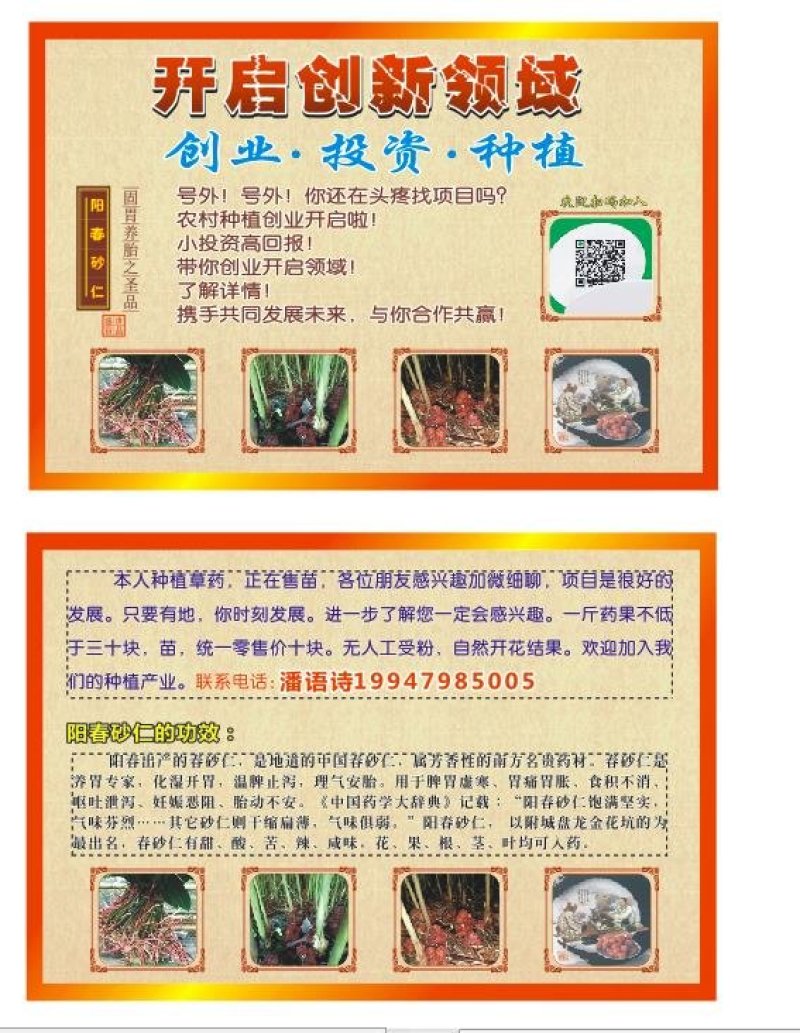 砂仁苗