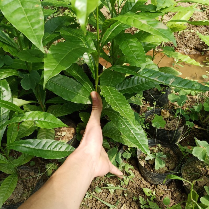 黄晶果苗黄晶果苗台湾新品种四季挂果，营养价值高
