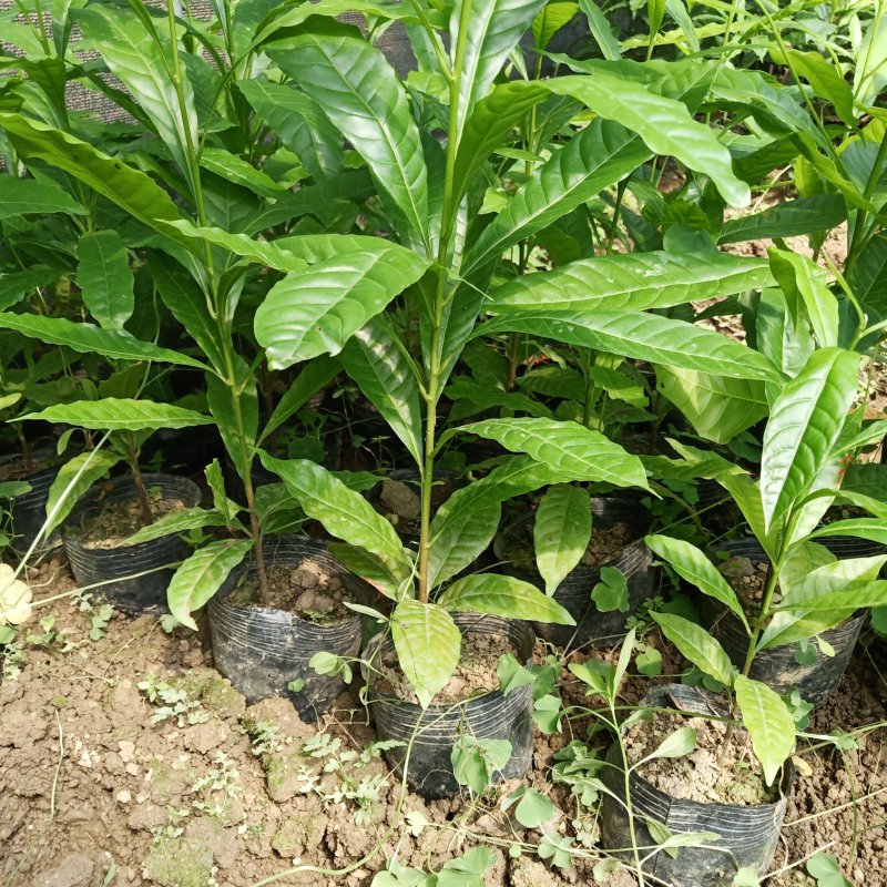 黄晶果苗黄晶果苗台湾新品种四季挂果，营养价值高