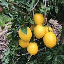 黄晶果苗黄晶果苗台湾新品种四季挂果，营养价值高