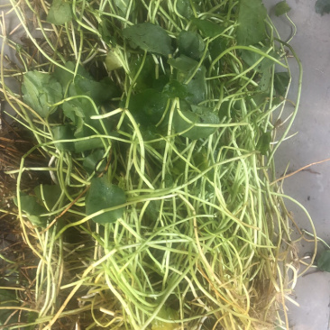 物美价廉的铜钱草，工地用苗