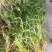 物美价廉的铜钱草，工地用苗