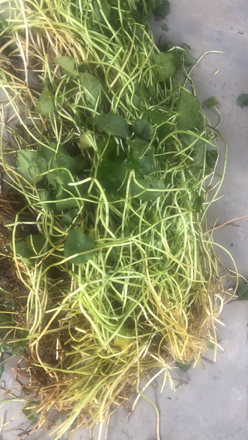 物美价廉的铜钱草，工地用苗