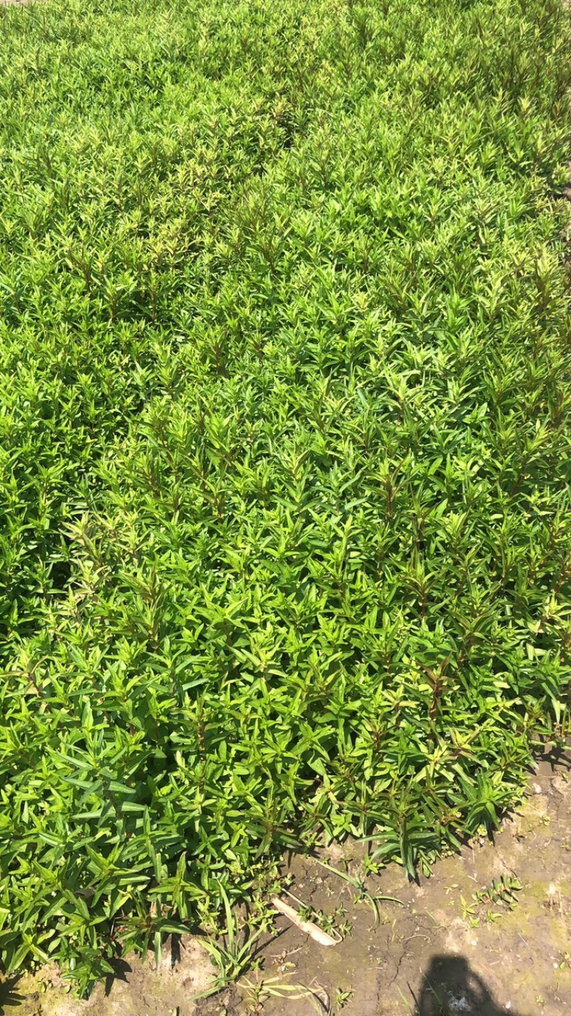 物美价廉的千屈菜，好看数量足