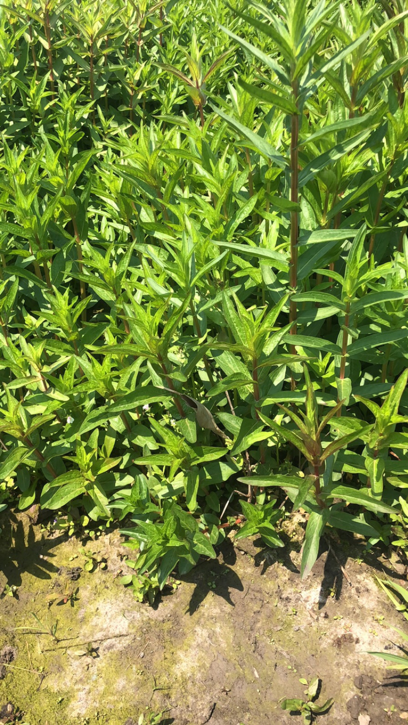 物美价廉的千屈菜，好看数量足
