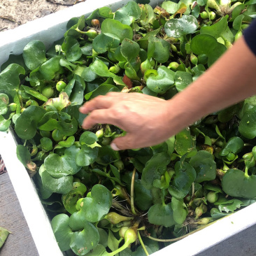 物美价廉的凤眼莲，水葫芦