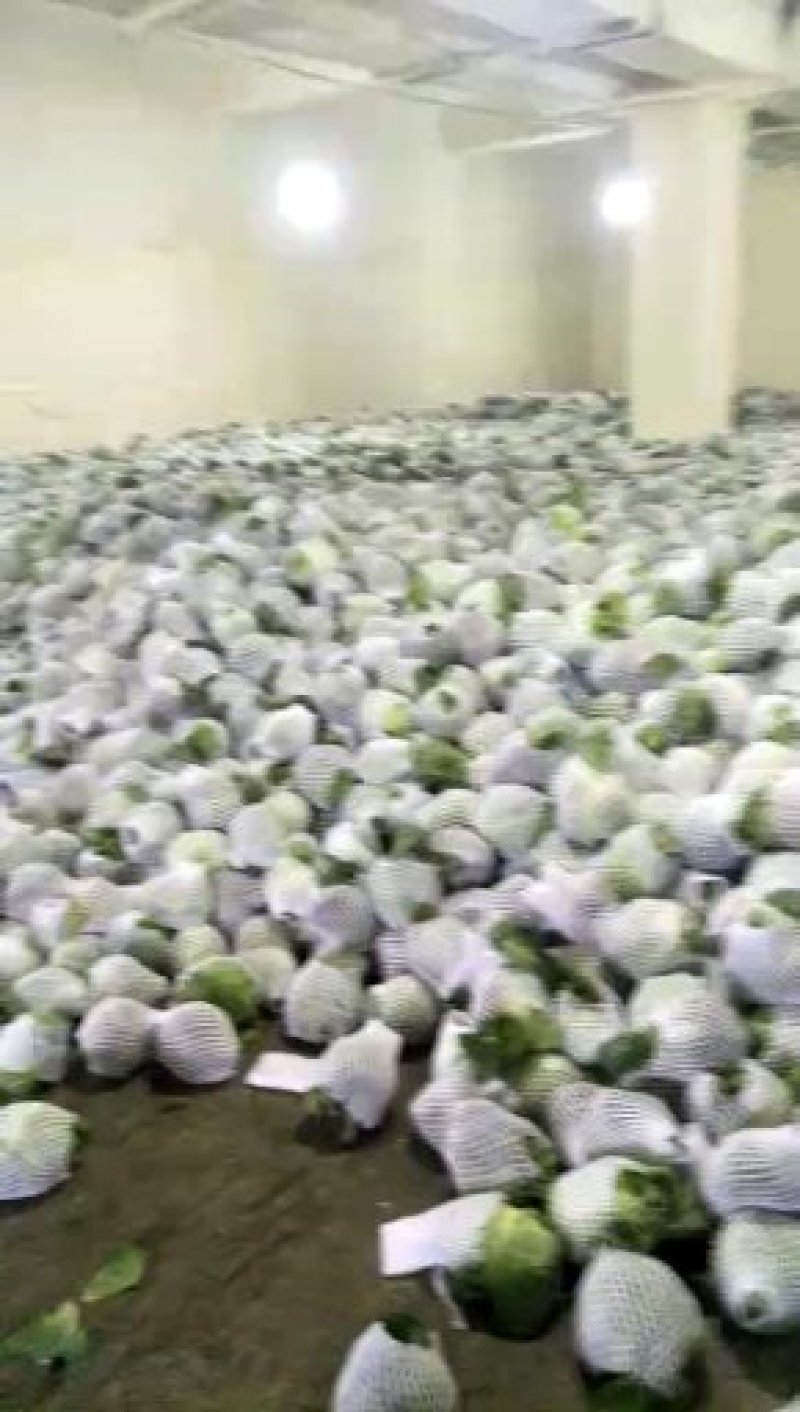 精品兰州货甘蓝花菜实力代办，欢迎全国各地老板咨询。