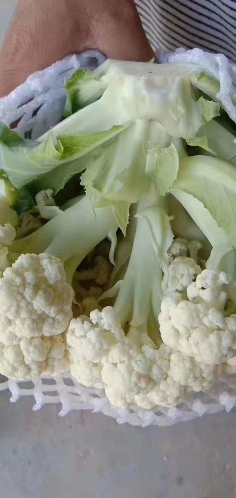 精品兰州货甘蓝花菜实力代办，欢迎全国各地老板咨询。
