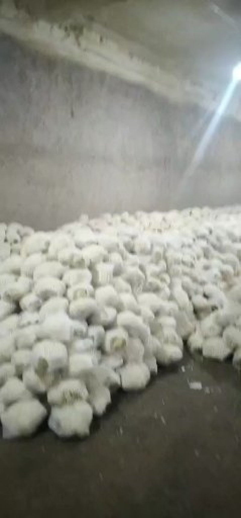 精品兰州货甘蓝花菜实力代办，欢迎全国各地老板咨询。
