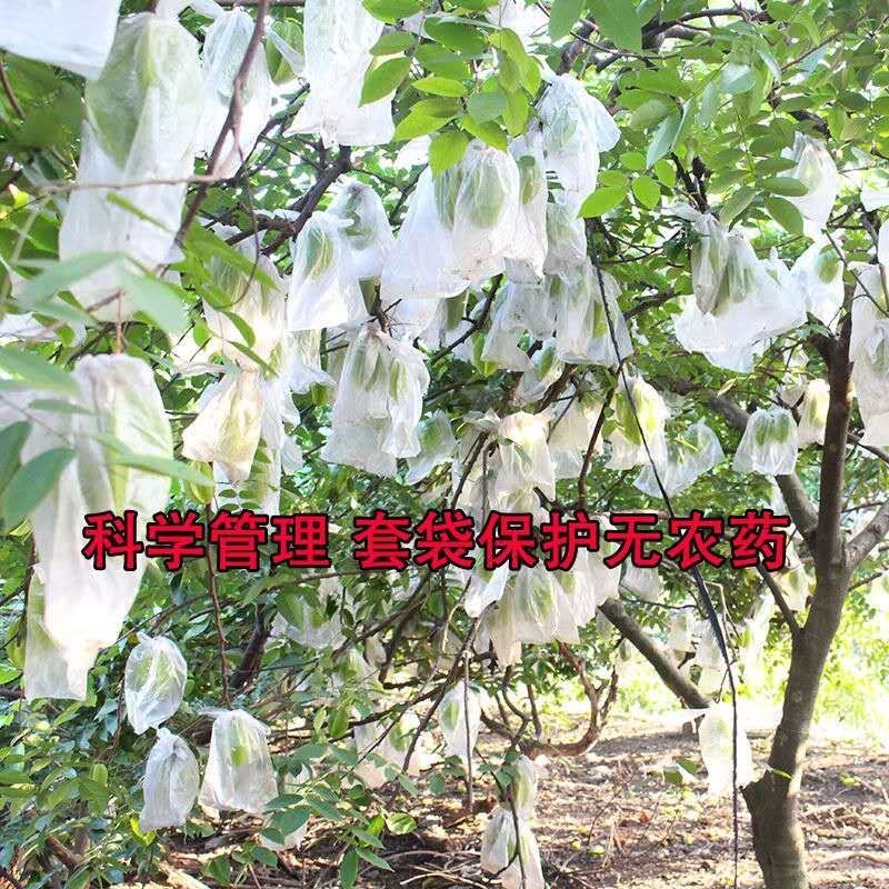 福建漳州青杨桃现摘开始有需要可以提前预定量不多