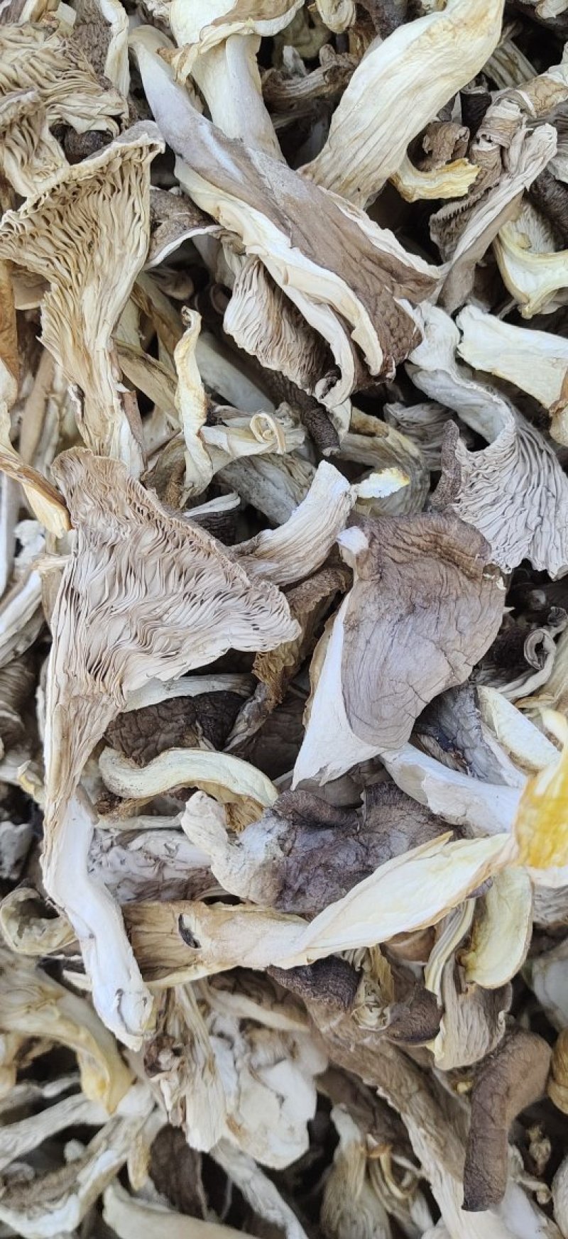 干平菇大量供应，价格美丽货源充足欢迎选购