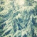 雪松，便宜出售雪松一米到八米