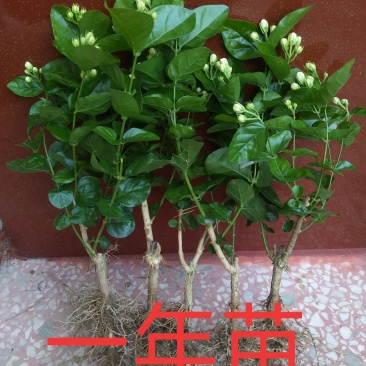 顺丰包邮茉莉花～基地直发～保质保量(1年苗)