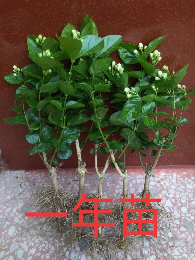 顺丰包邮茉莉花～基地直发～保质保量(1年苗)