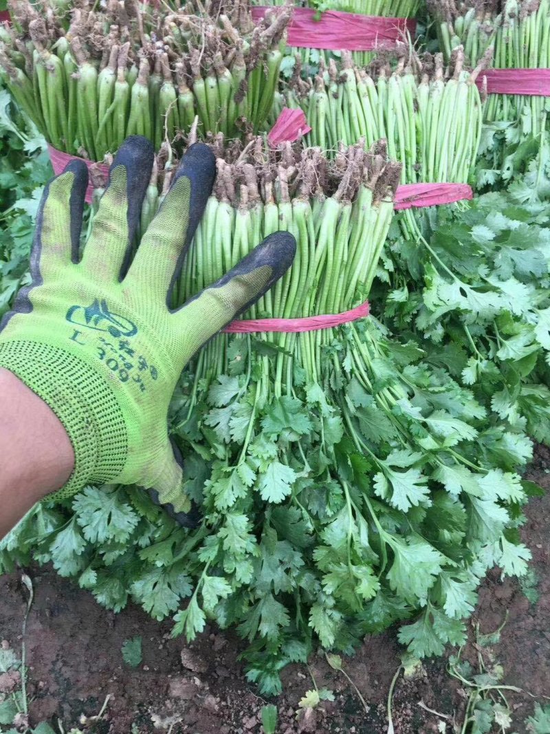 精品香菜，价格便宜，香菜漂亮，