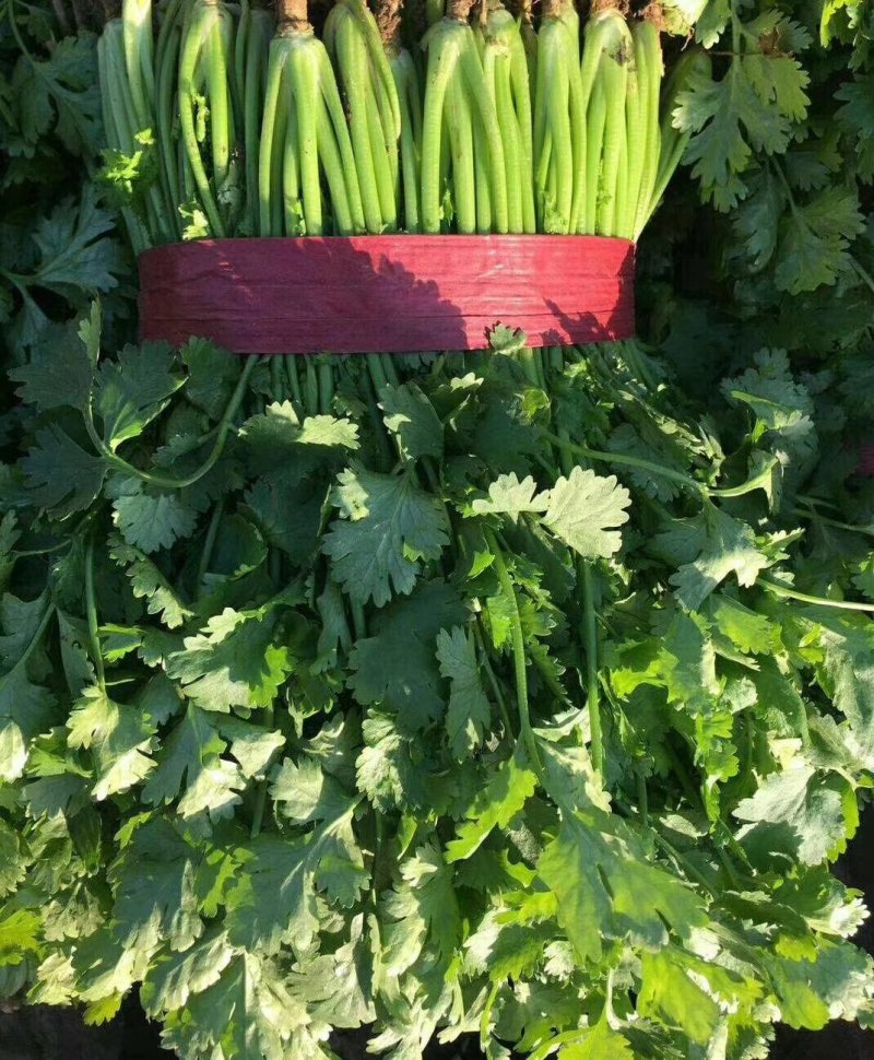 精品香菜，价格便宜，香菜漂亮，