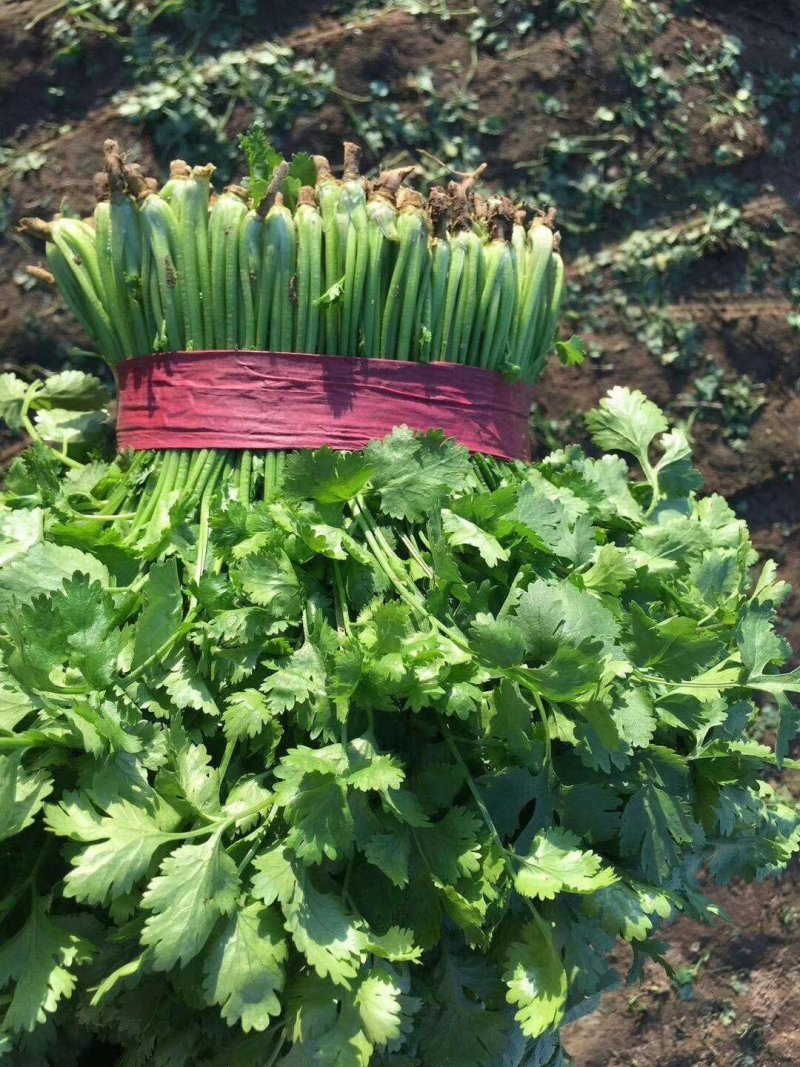 精品香菜，价格便宜，香菜漂亮，