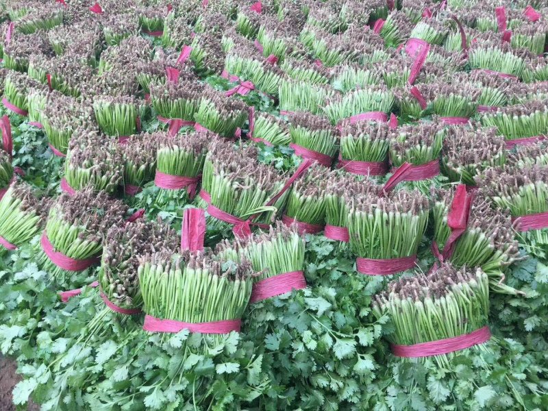 精品香菜，价格便宜，香菜漂亮，