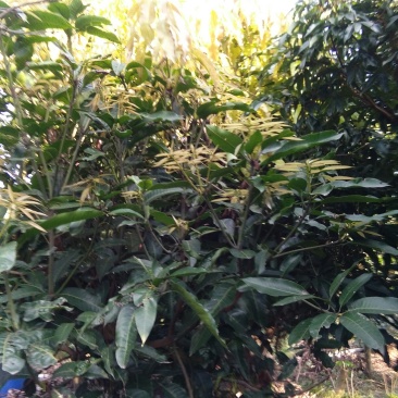 芒果树