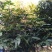 芒果树
