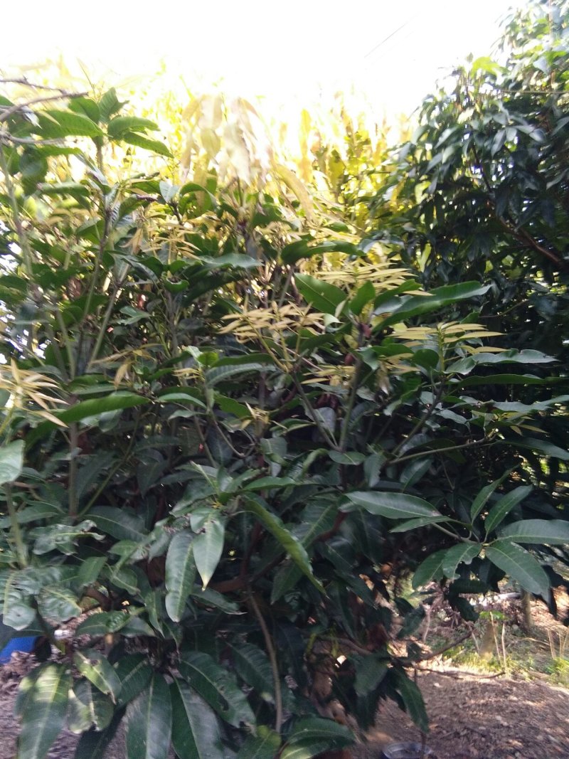 芒果树