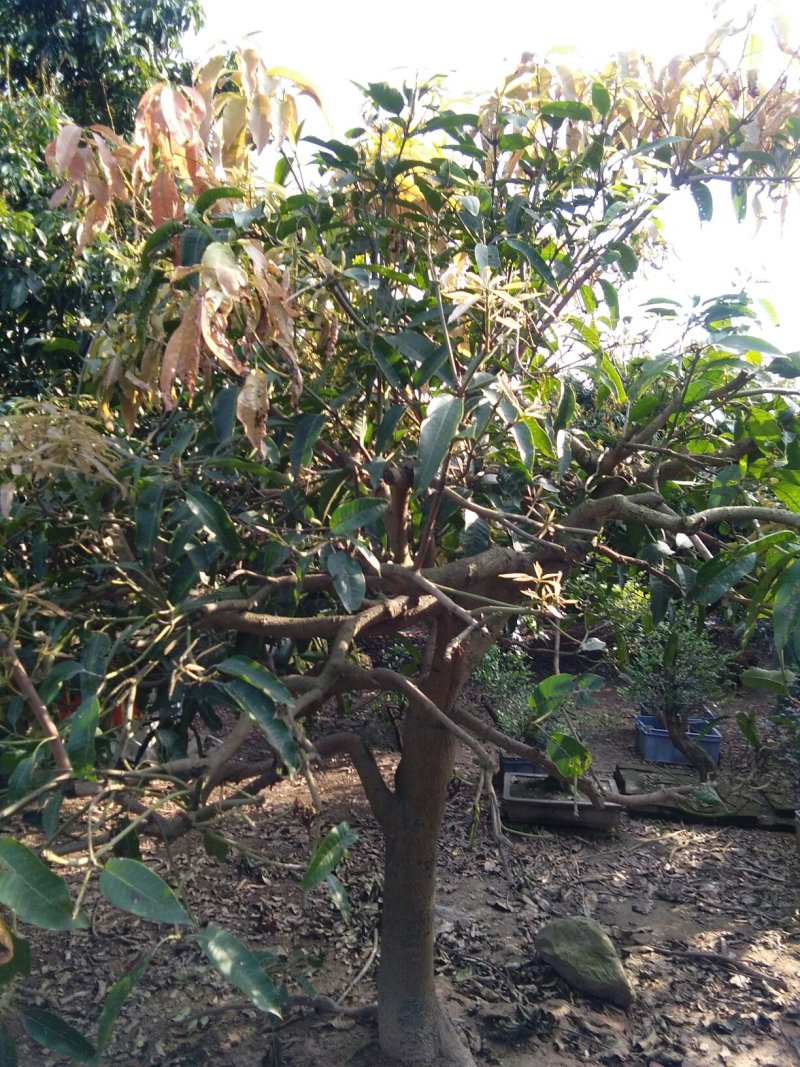 芒果树